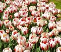 Тюльпан Сорбет (Tulipa Sorbet) — фото 7