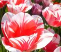 Тюльпан Сорбет (Tulipa Sorbet) — фото 8