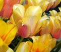 Тюльпан Сорбет Микс (Tulipa Sorbet Mix) — фото 3