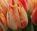 Тюльпан Спринг Брейк (Tulipa Spryng Break) — фото 2