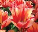Тюльпан Спринг Брейк (Tulipa Spryng Break) — фото 4