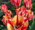 Тюльпан Спринг Брейк (Tulipa Spryng Break) — фото 5