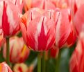 Тюльпан Спринг Брейк (Tulipa Spryng Break) — фото 6