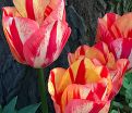 Тюльпан Спринг Брейк (Tulipa Spryng Break) — фото 7
