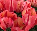 Тюльпан Спринг Брейк (Tulipa Spryng Break) — фото 8