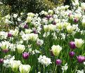 Тюльпан Спринг Грин (Tulipa Spring Green) — фото 2