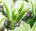 Тюльпан Спринг Грин (Tulipa Spring Green) — фото 3