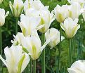Тюльпан Спринг Грин (Tulipa Spring Green) — фото 6