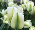 Тюльпан Спринг Грин (Tulipa Spring Green) — фото 7