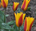 Тюльпан Стреза (Tulipa Stresa) — фото 2