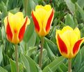 Тюльпан Стреза (Tulipa Stresa) — фото 3