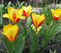 Тюльпан Стреза (Tulipa Stresa) — фото 4