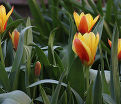 Тюльпан Стреза (Tulipa Stresa) — фото 7