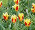 Тюльпан Стреза (Tulipa Stresa) — фото 8