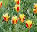 Тюльпан Стреза (Tulipa Stresa) — фото 8