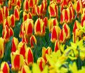Тюльпан Стреза (Tulipa Stresa) — фото 9