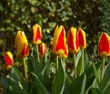 Тюльпан Стреза (Tulipa Stresa) — фото 10