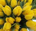 Тюльпан Стронг Голд (Tulipa Strong Gold) — фото 2
