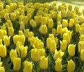 Тюльпан Стронг Голд (Tulipa Strong Gold) — фото 5