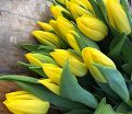 Тюльпан Стронг Голд (Tulipa Strong Gold) — фото 6