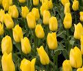 Тюльпан Стронг Голд (Tulipa Strong Gold) — фото 8
