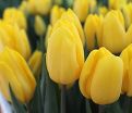 Тюльпан Стронг Голд (Tulipa Strong Gold) — фото 10