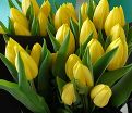 Тюльпан Стронг Голд (Tulipa Strong Gold) — фото 13