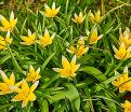 Тюльпан тарда (Tulipa tarda) — фото 3