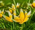Тюльпан тарда (Tulipa tarda) — фото 4