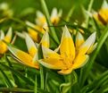 Тюльпан тарда (Tulipa tarda) — фото 4