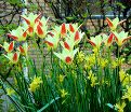 Тюльпан Тинка (Tulipa Tinka) — фото 2