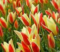 Тюльпан Тинка (Tulipa Tinka) — фото 3