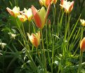 Тюльпан Тинка (Tulipa Tinka) — фото 6