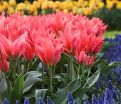 Тюльпан Торонто (Tulipa Toronto) — фото 2