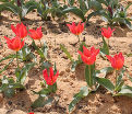 Тюльпан Торонто (Tulipa Toronto) — фото 5
