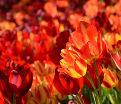 Тюльпан Траутмансдорф (Tulipa Trauttmansdorff) — фото 2