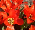 Тюльпан Траутмансдорф (Tulipa Trauttmansdorff) — фото 3