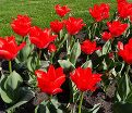 Тюльпан Траутмансдорф (Tulipa Trauttmansdorff) — фото 4