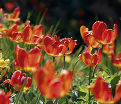 Тюльпан Траутмансдорф (Tulipa Trauttmansdorff) — фото 6
