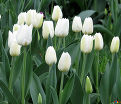Тюльпан Триумф Белый (Tulipa Triumph White) — фото 2