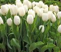 Тюльпан Триумф Белый (Tulipa Triumph White) — фото 3