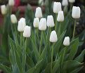 Тюльпан Триумф Белый (Tulipa Triumph White) — фото 4