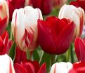 Тюльпан Триумф Красно-белый (Tulipa Triumph Red-White) — фото 2