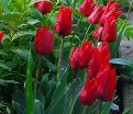 Тюльпан Триумф Красный (Tulipa Triumph Red) — фото 2