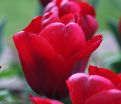 Тюльпан Триумф Красный (Tulipa Triumph Red) — фото 3
