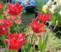 Тюльпан Триумф Красный (Tulipa Triumph Red) — фото 5