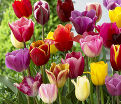 Тюльпан Триумф Микс (Tulipa Triumph Mix) — фото 5
