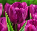 Тюльпан Триумф Пёрпл (Tulipa Triumph Purple) — фото 2