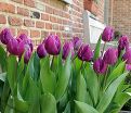 Тюльпан Триумф Пёрпл (Tulipa Triumph Purple) — фото 3