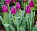 Тюльпан Триумф Пёрпл (Tulipa Triumph Purple) — фото 4